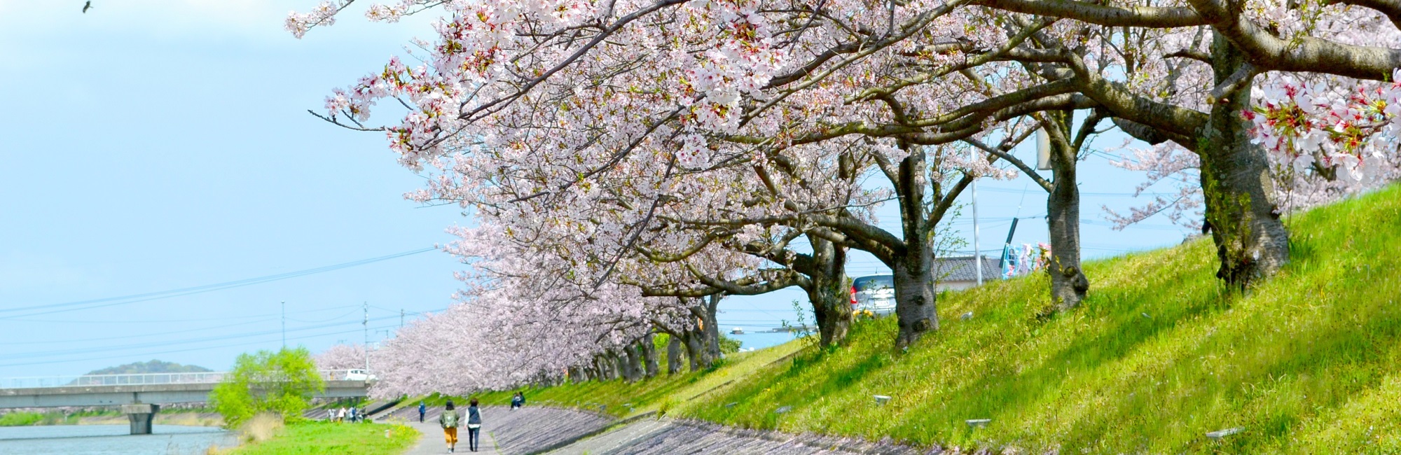 今川桜