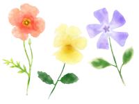 押し花