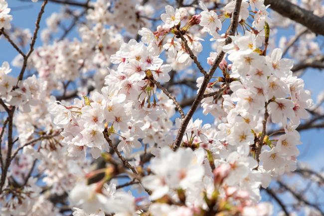 桜
