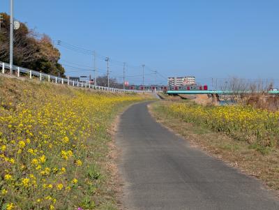 菜の花１（安川前）