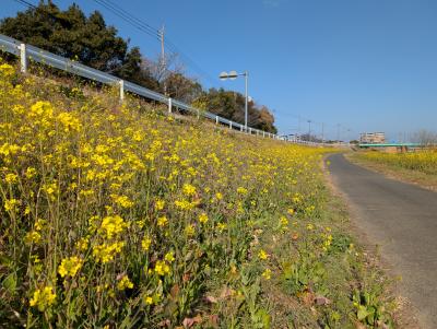 菜の花３（安川前）