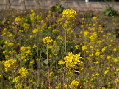 菜の花４（安川前）