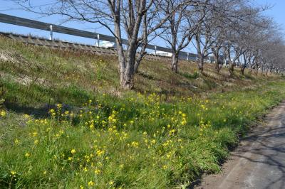 菜の花１（天生田）