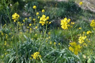 菜の花２（天生田）
