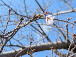 桜３
