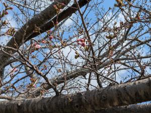 3.26桜14