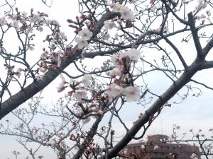 0330桜13-1