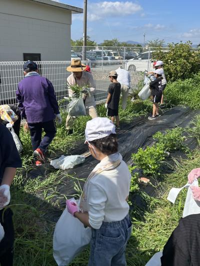 イモ畑の草取り