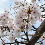 （3月29日更新）今川河畔の「桜」情報の画像