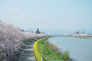 ⒒今川サイクリングロードの画像