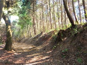 馬ヶ岳　土塁・畝状竪堀の画像1