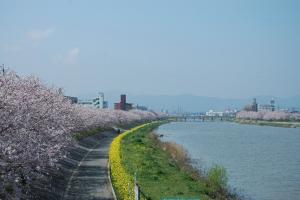 今川の桜の画像