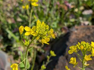 菜の花２（安川前）
