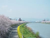 今川河畔の画像